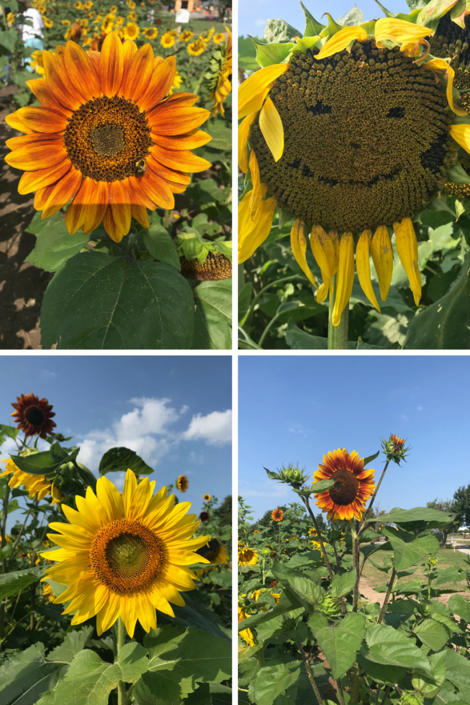 Visiing Beautiful Sunflower Farm